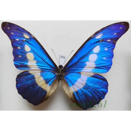 Morpho helena Staudinger, 1890 Peru 129mm79a